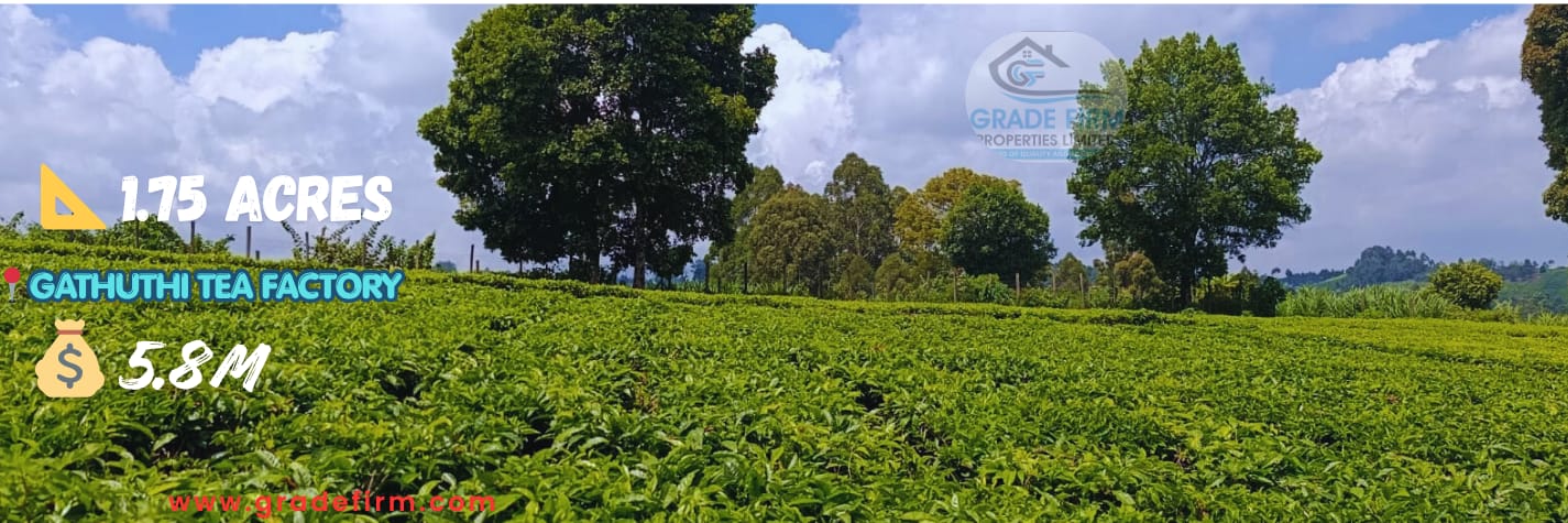 gathithi tea factory