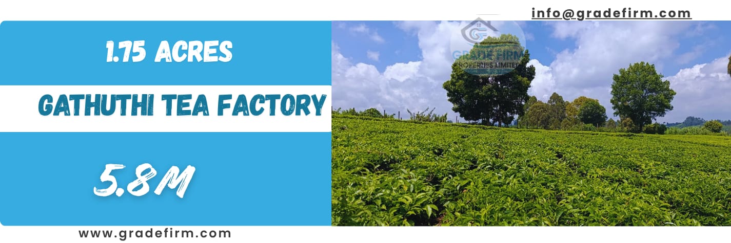 gathuthi tea