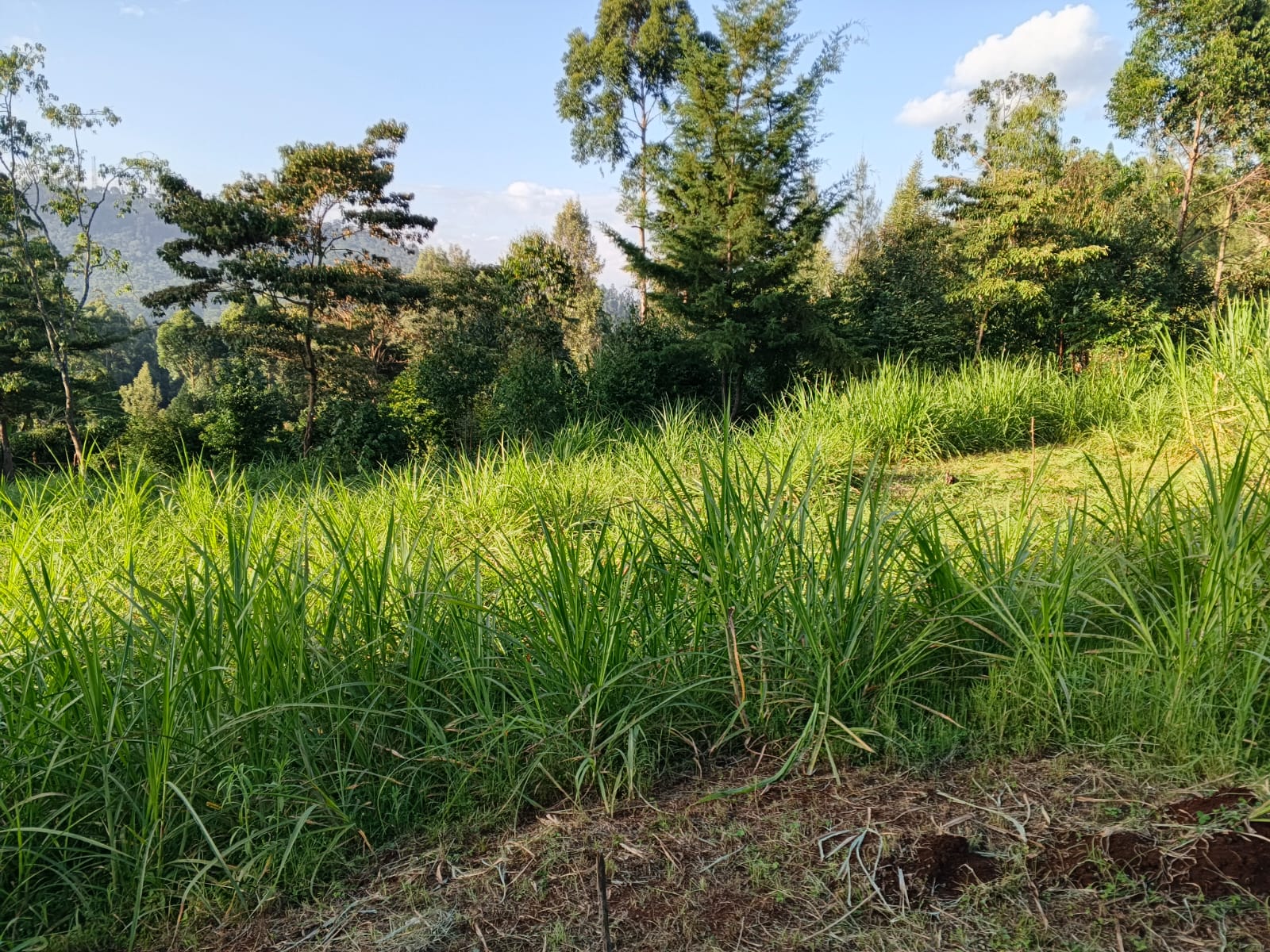 50 BY 100 (1/8 ACRE)