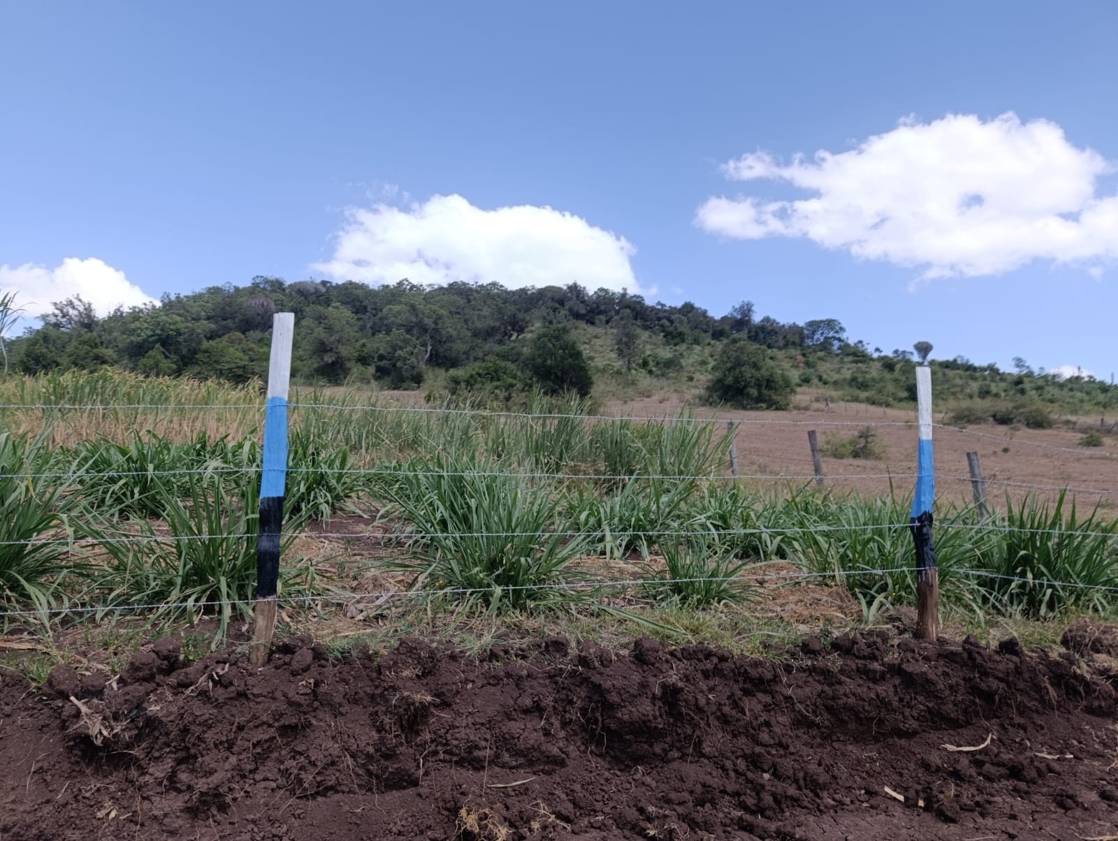 50×100 PLOTS(1/8 ACRE)