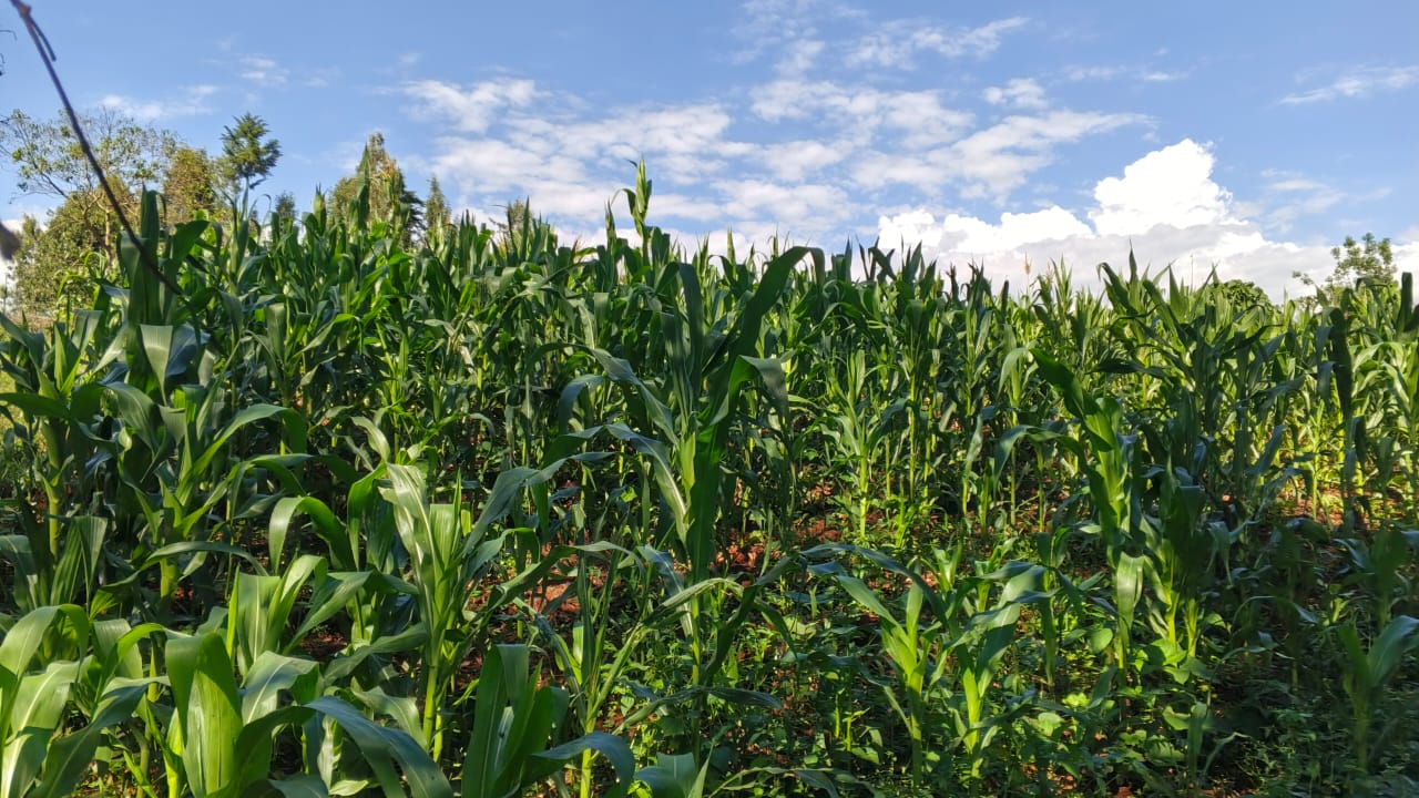 QUICK SALE 100 BY 100 (1/4 ACRE)