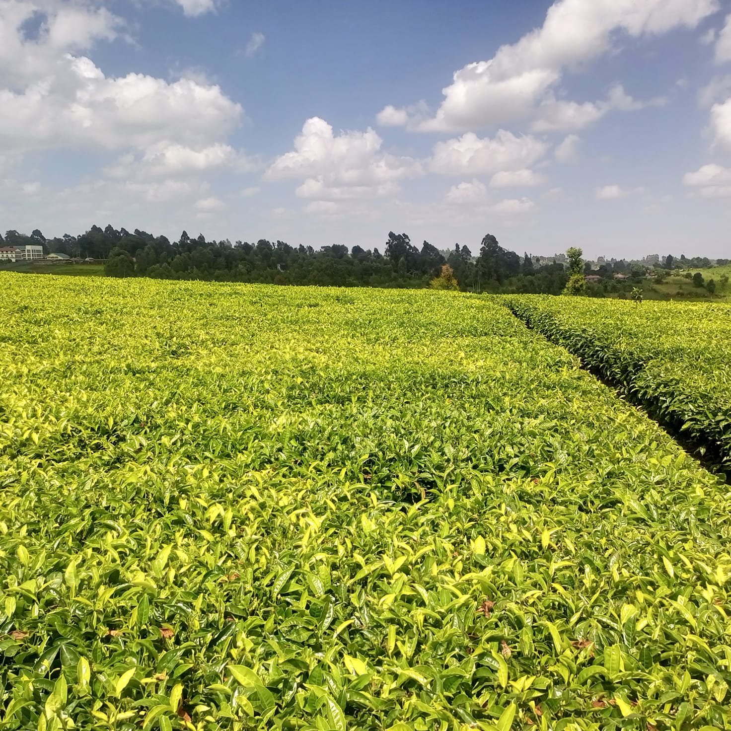 1  1/3 ACRE 