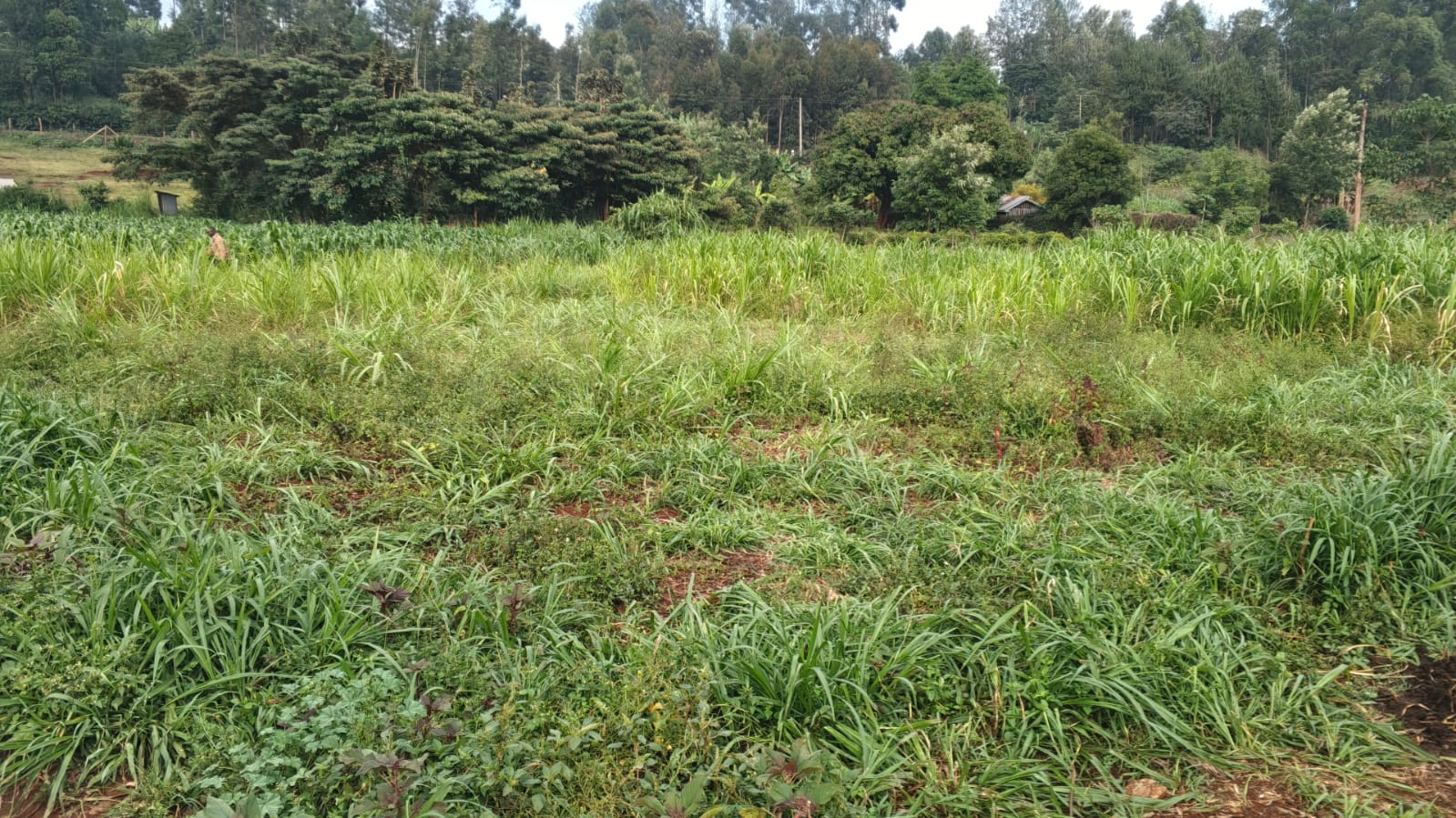 8 (50 BY 100 PLOTS)