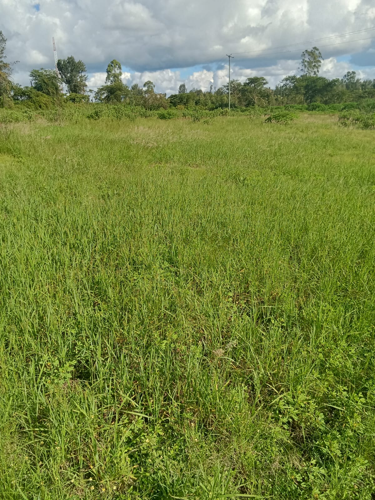43 ACRES 