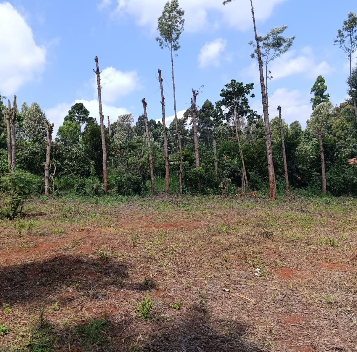 100 BY 100 PLOT(1/4 ACRE)