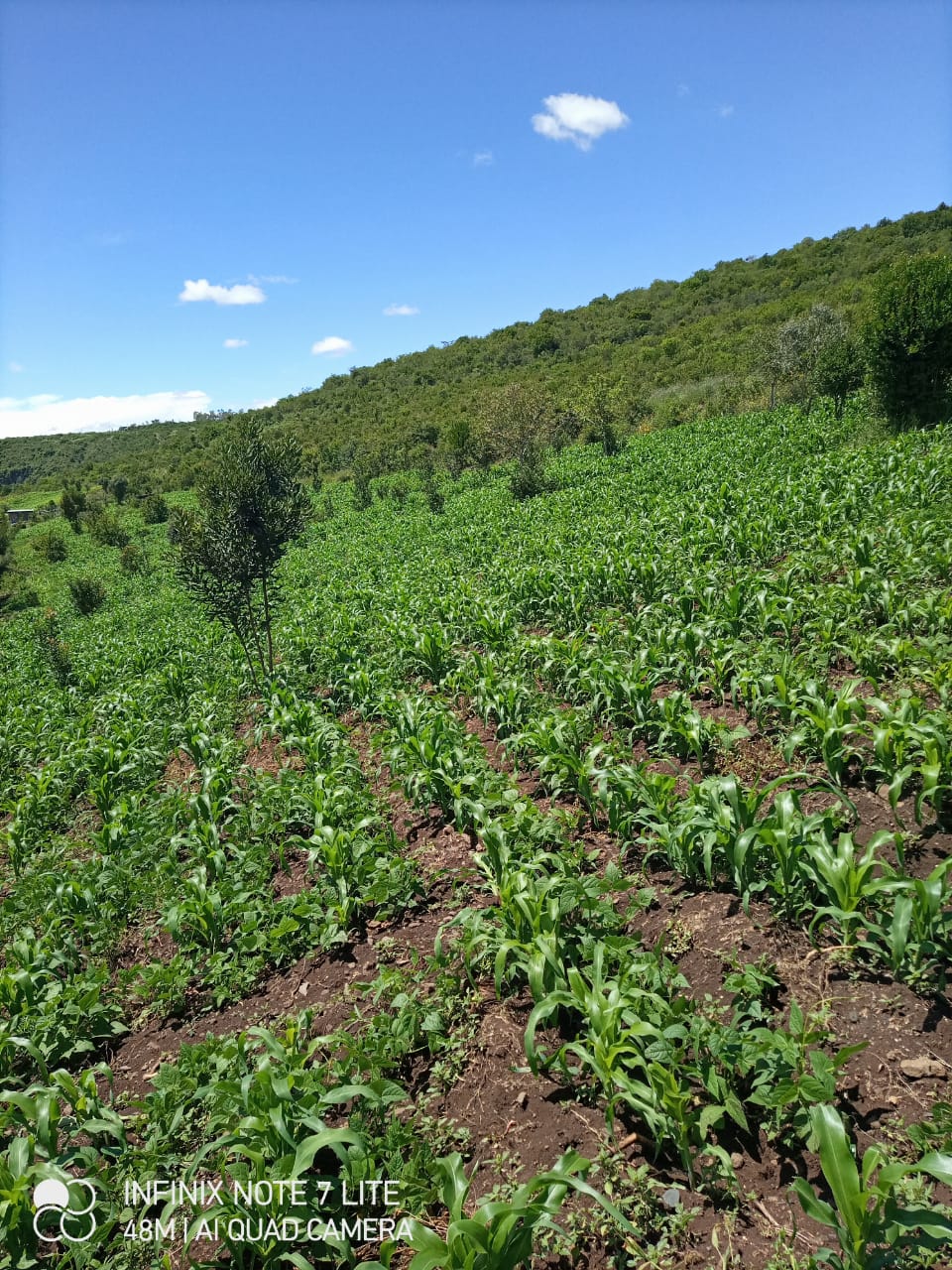 19 ACRES PRIME LAND