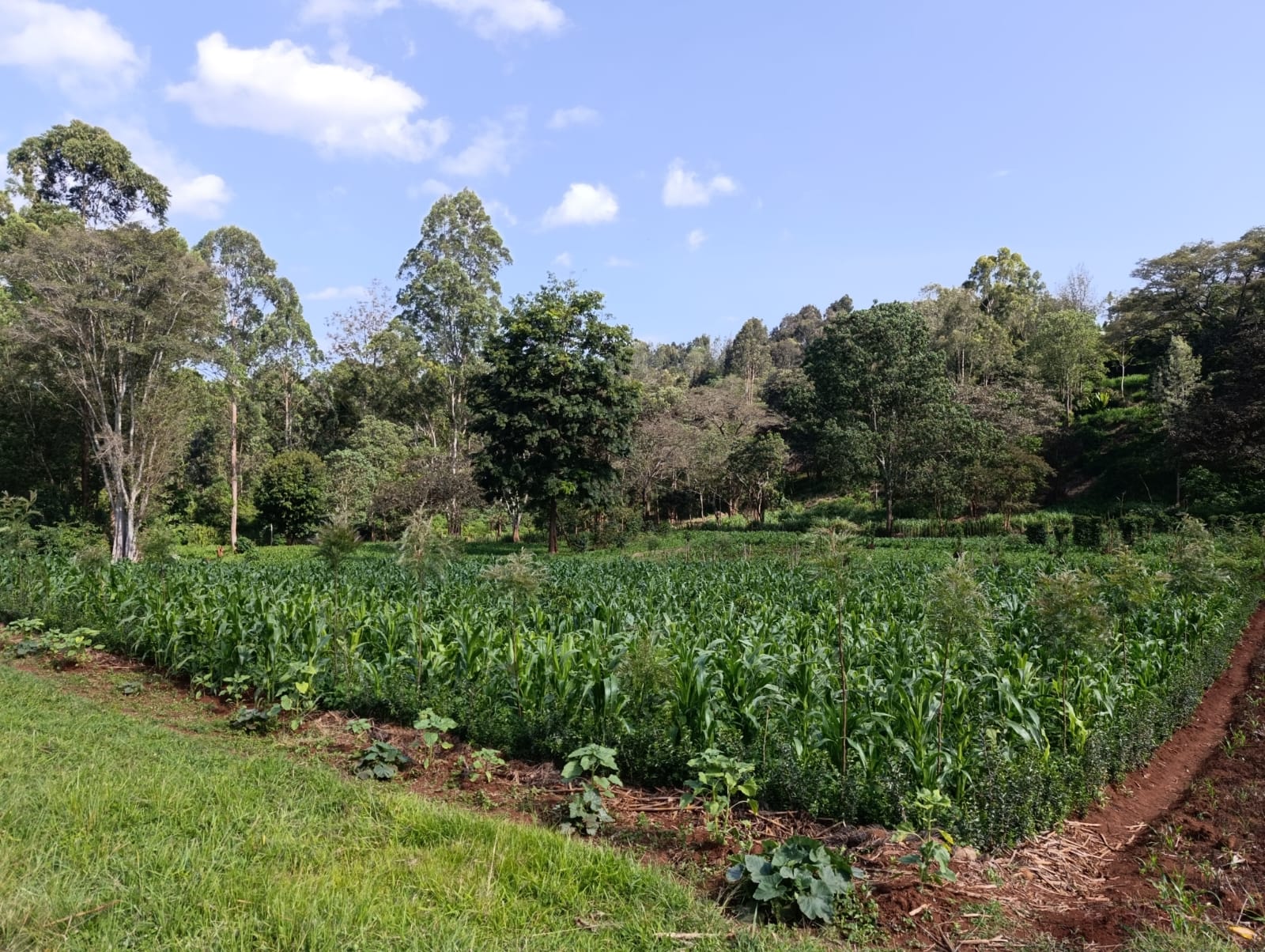 100 BY 100 (1/4) ACRE PLOTS