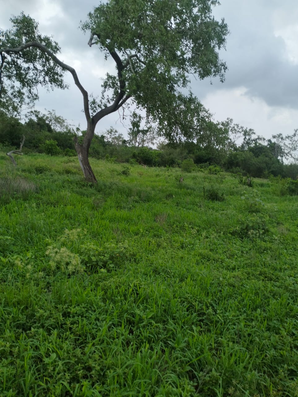 6 & 1/2 ACRES