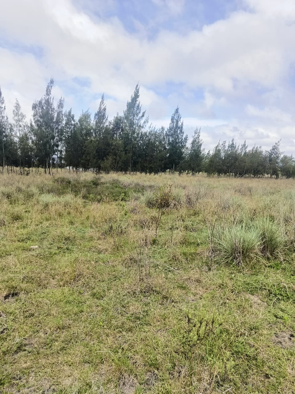 20 ACRES PRIME LAND