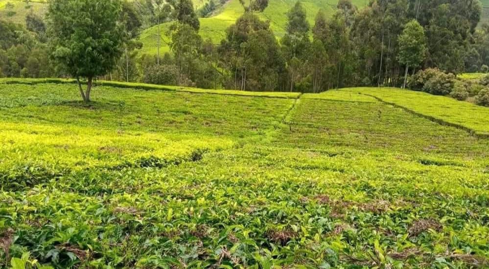 5.3 ACRES BLOCK OF LAND