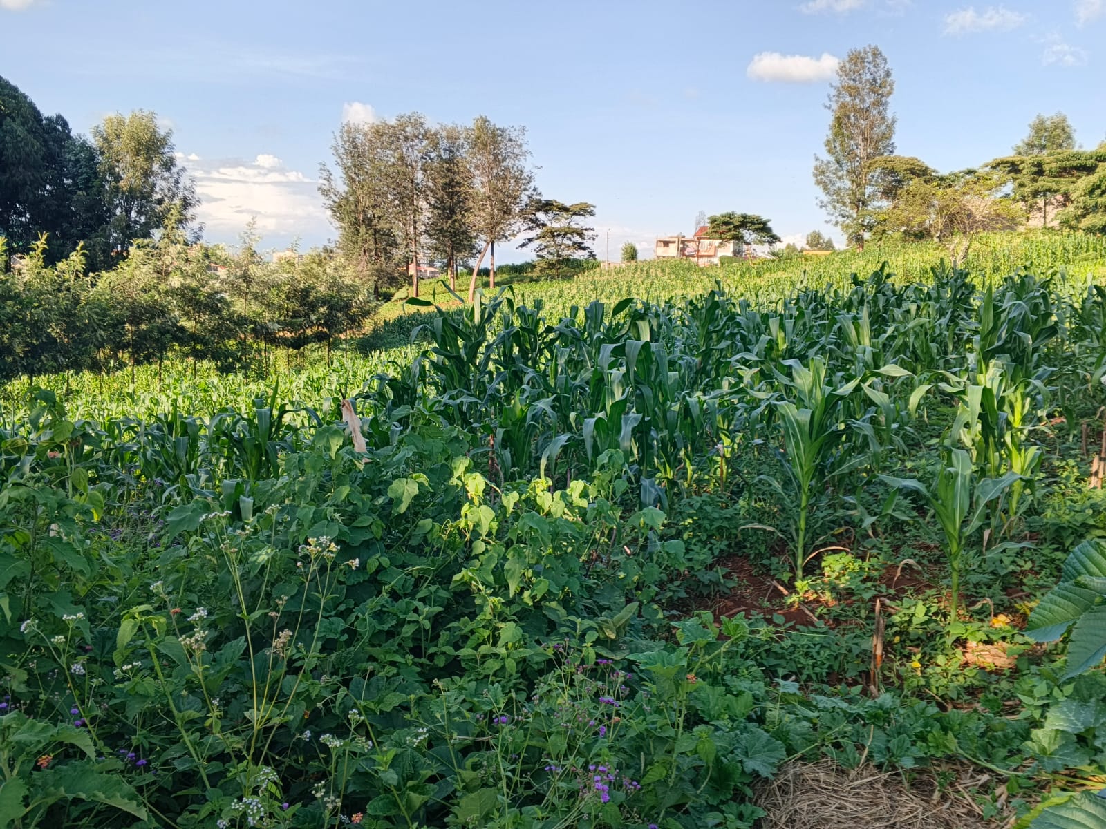 100 BY 100 PLOT(1/4 ACRE)