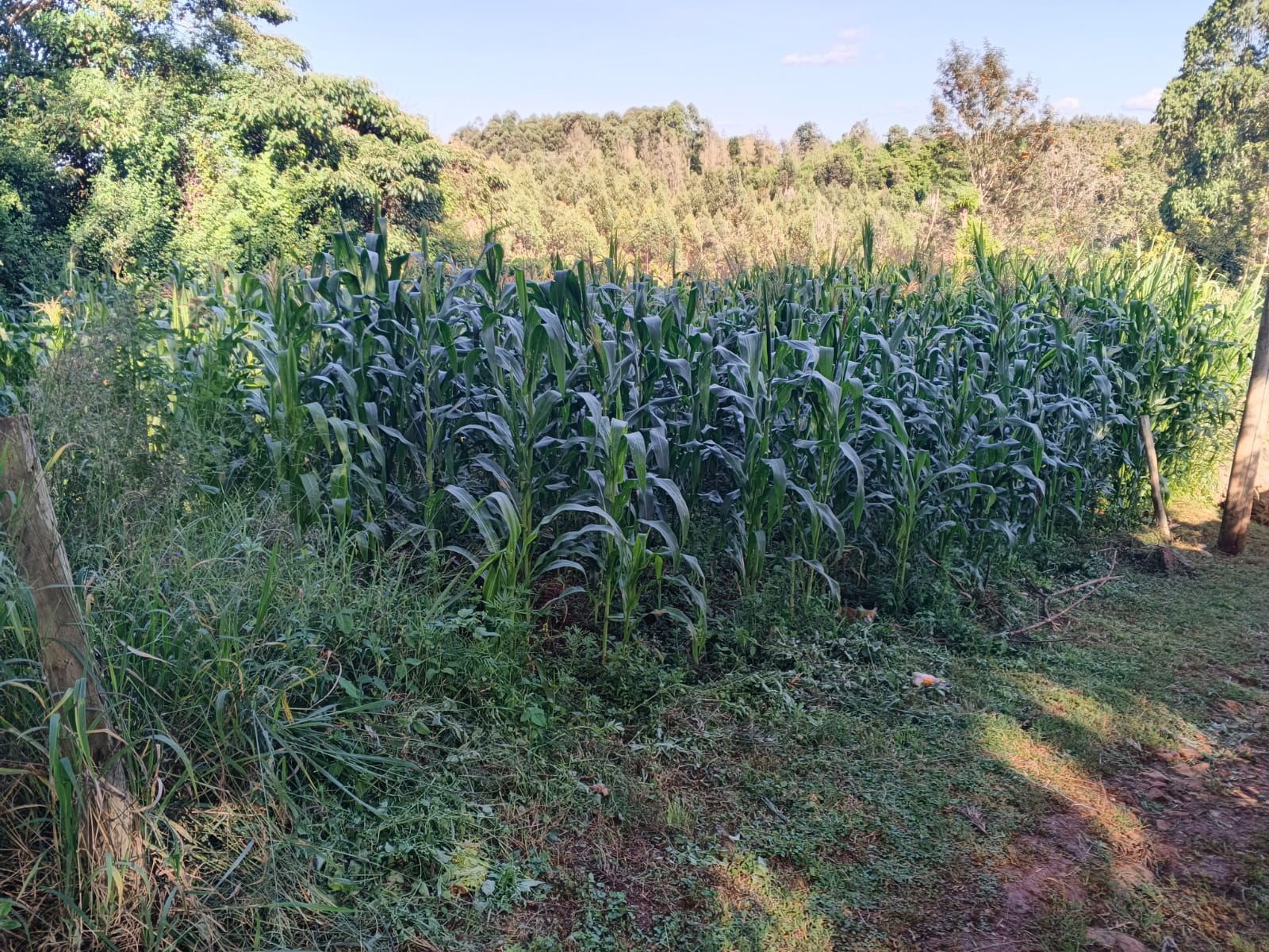 50 BY 100 PLOT (1/8 ACRE)