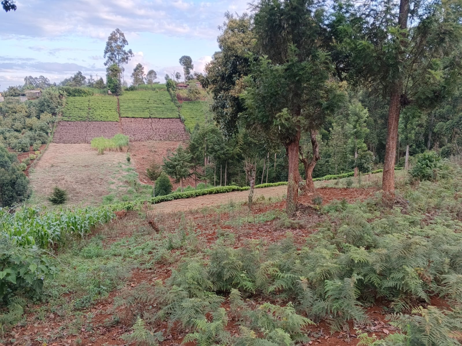 1 ACRE PIECE OF LAND