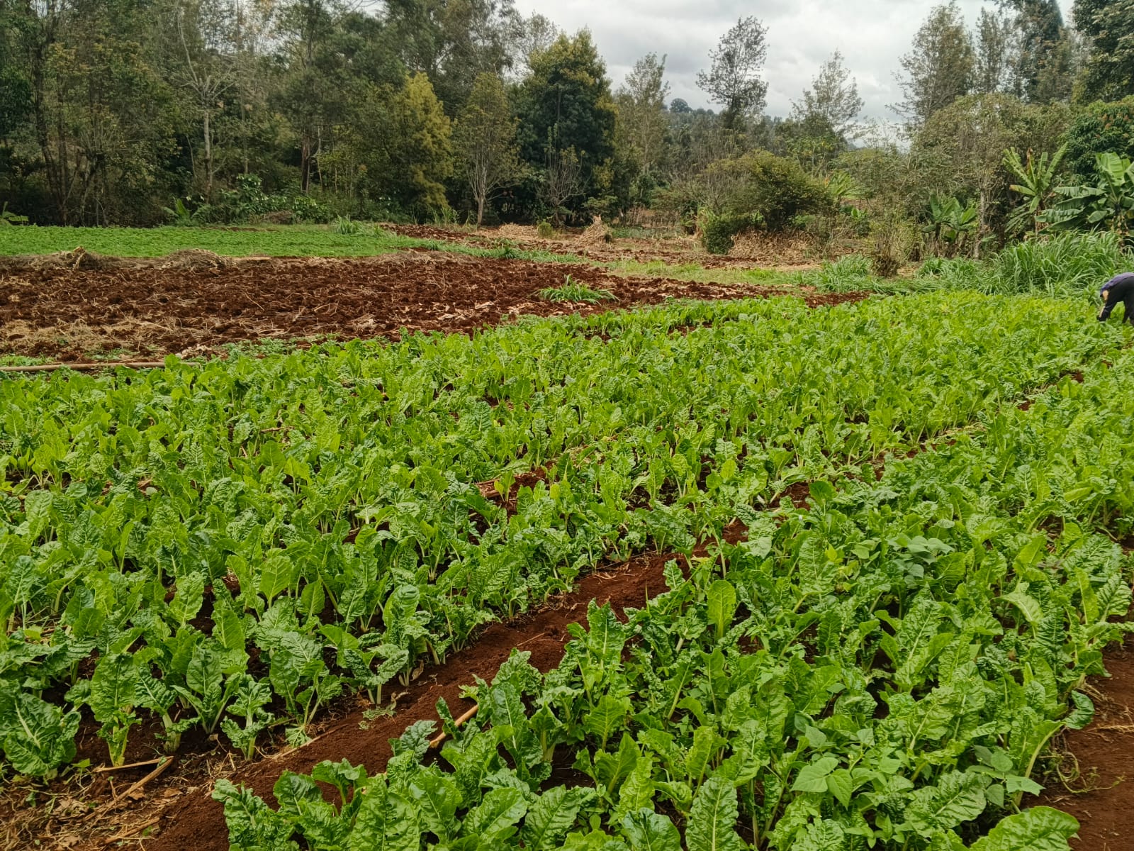 1 ACRE PIECE OF LAND.