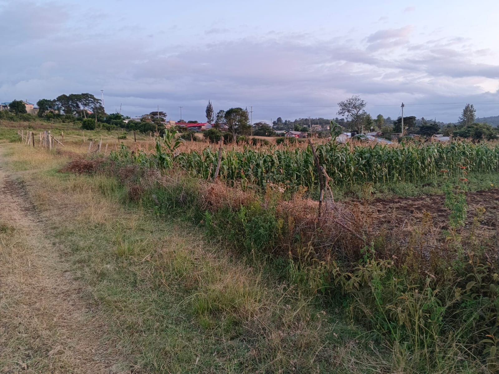 50 BY 100 PLOT
