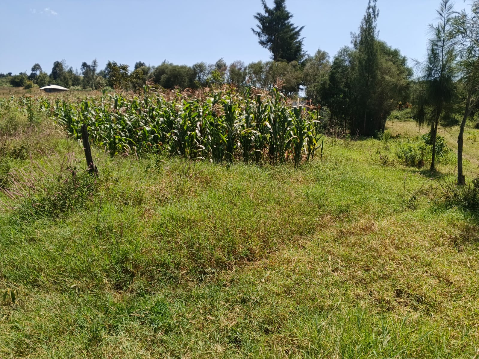 1/2 ACRE PLOT