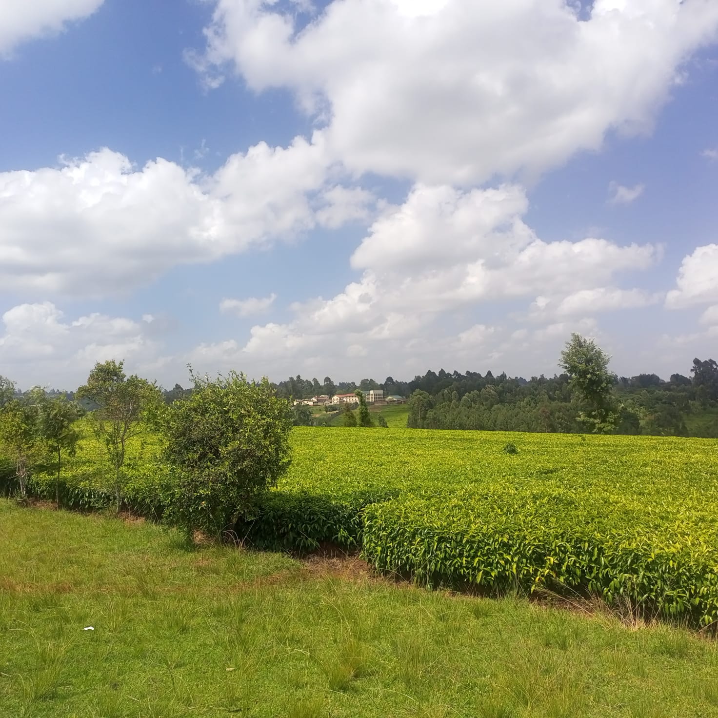 1  1/3 ACRE 