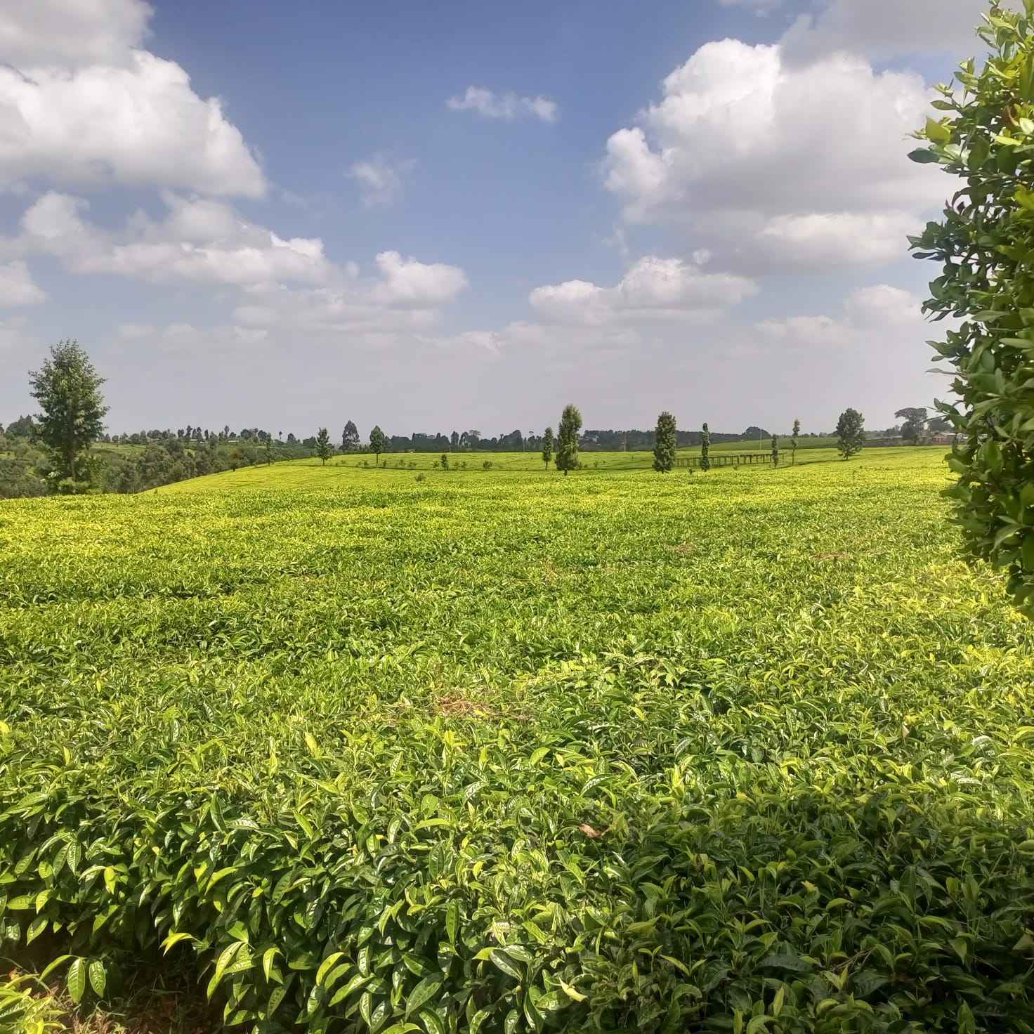1  1/3 ACRE 
