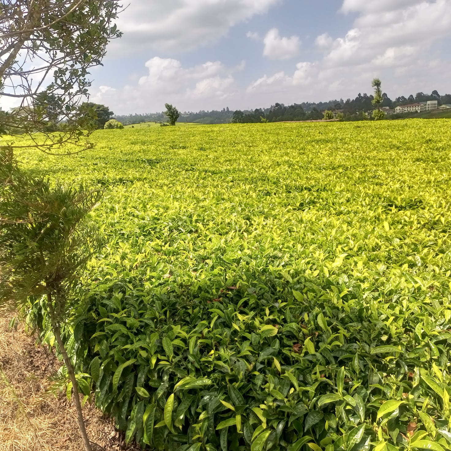 1  1/3 ACRE 