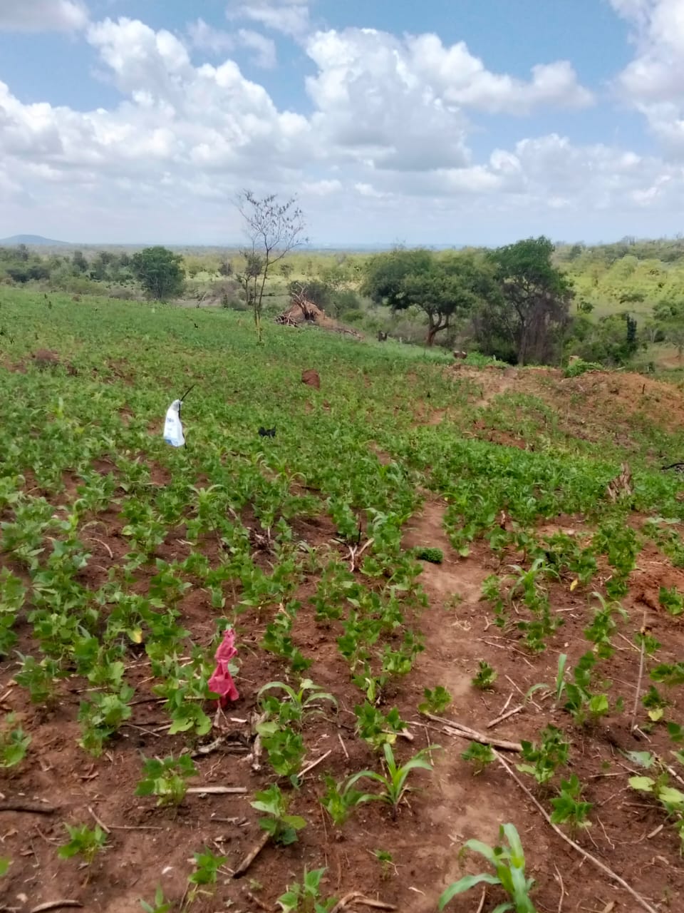 11 ACRES PRIME LAND