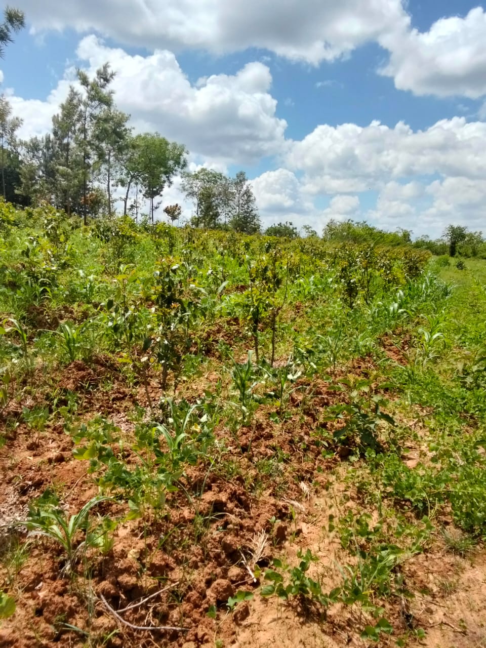 11 ACRES PRIME LAND