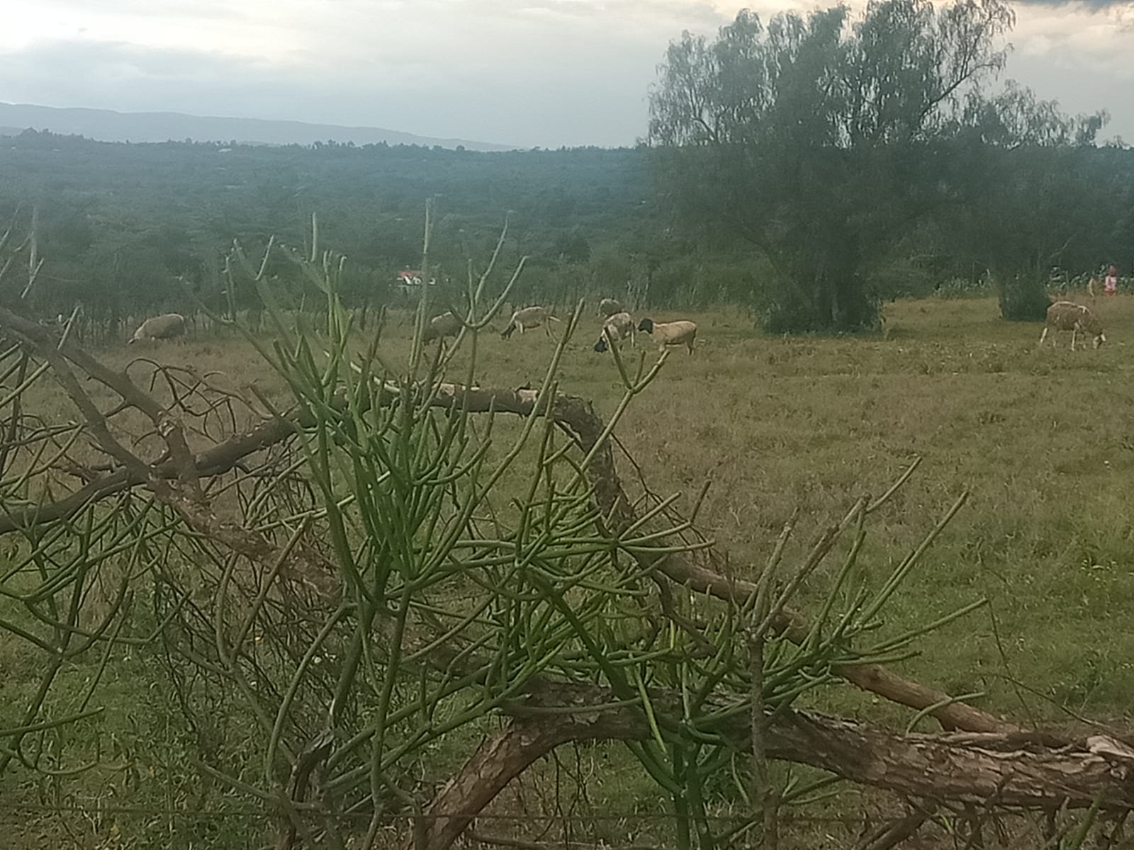 1/2 ACRE PLOT