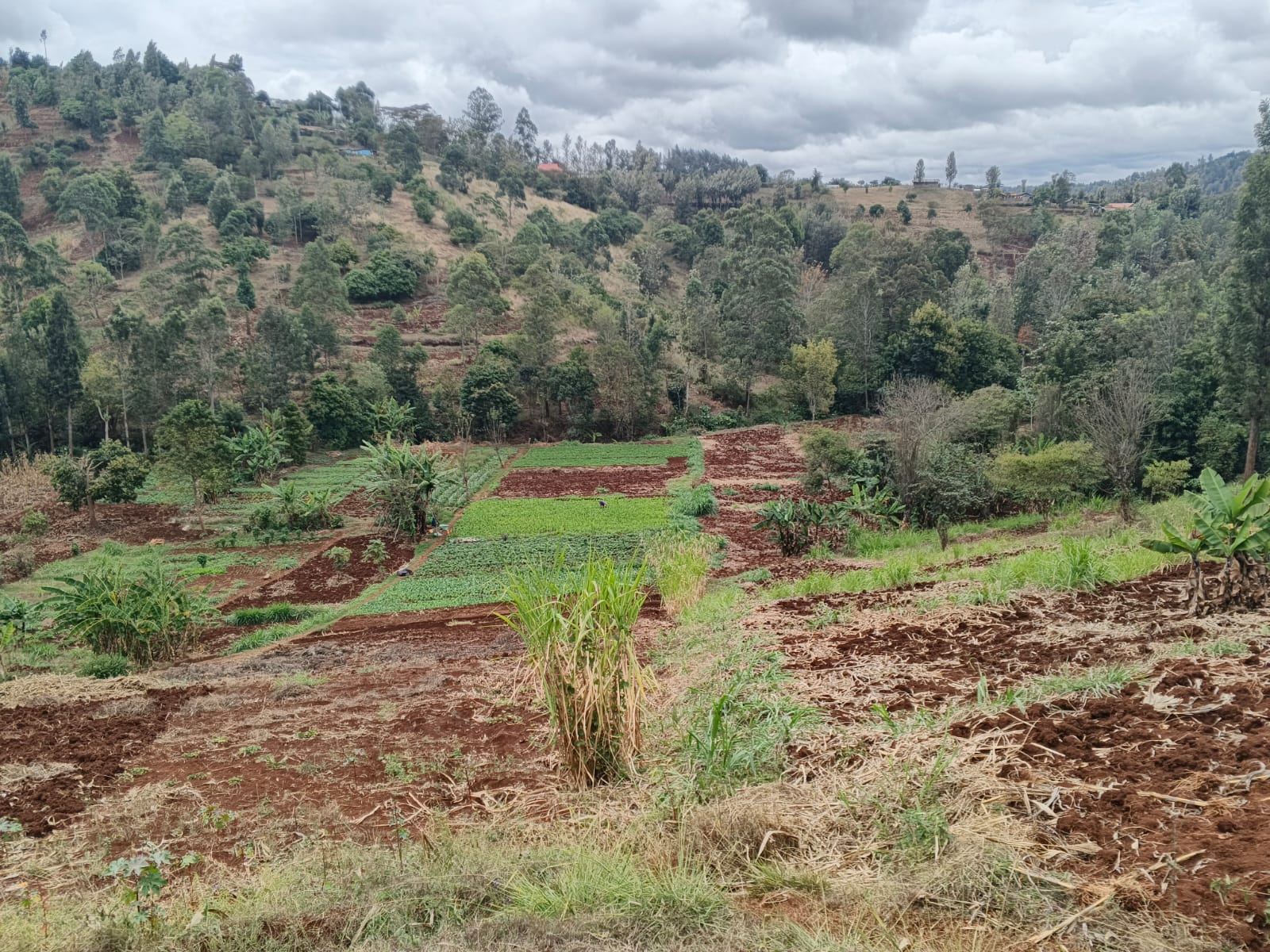 1 ACRE PIECE OF LAND.