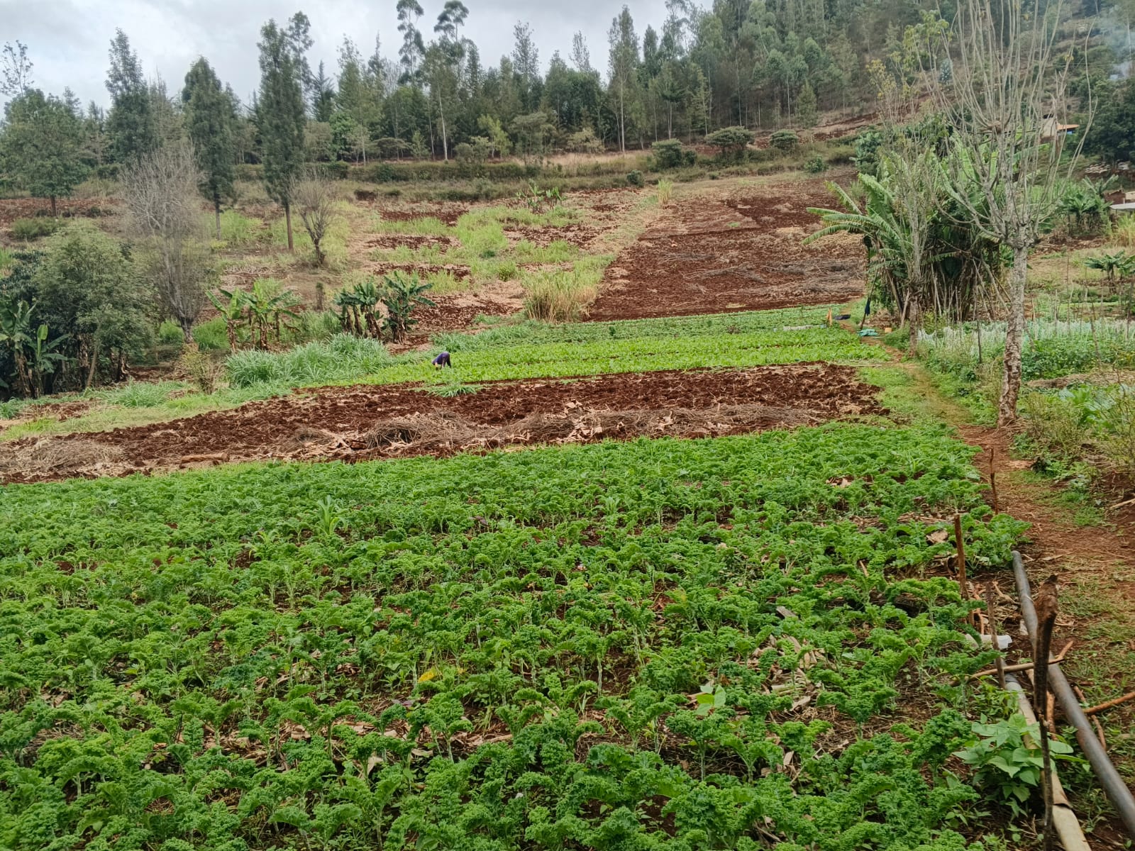 1 ACRE PIECE OF LAND.